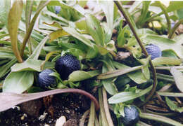 Image of Globularia vulgaris L.