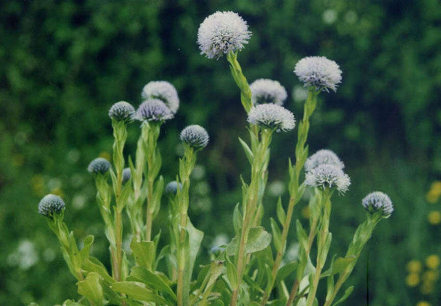 Image of Globularia vulgaris L.