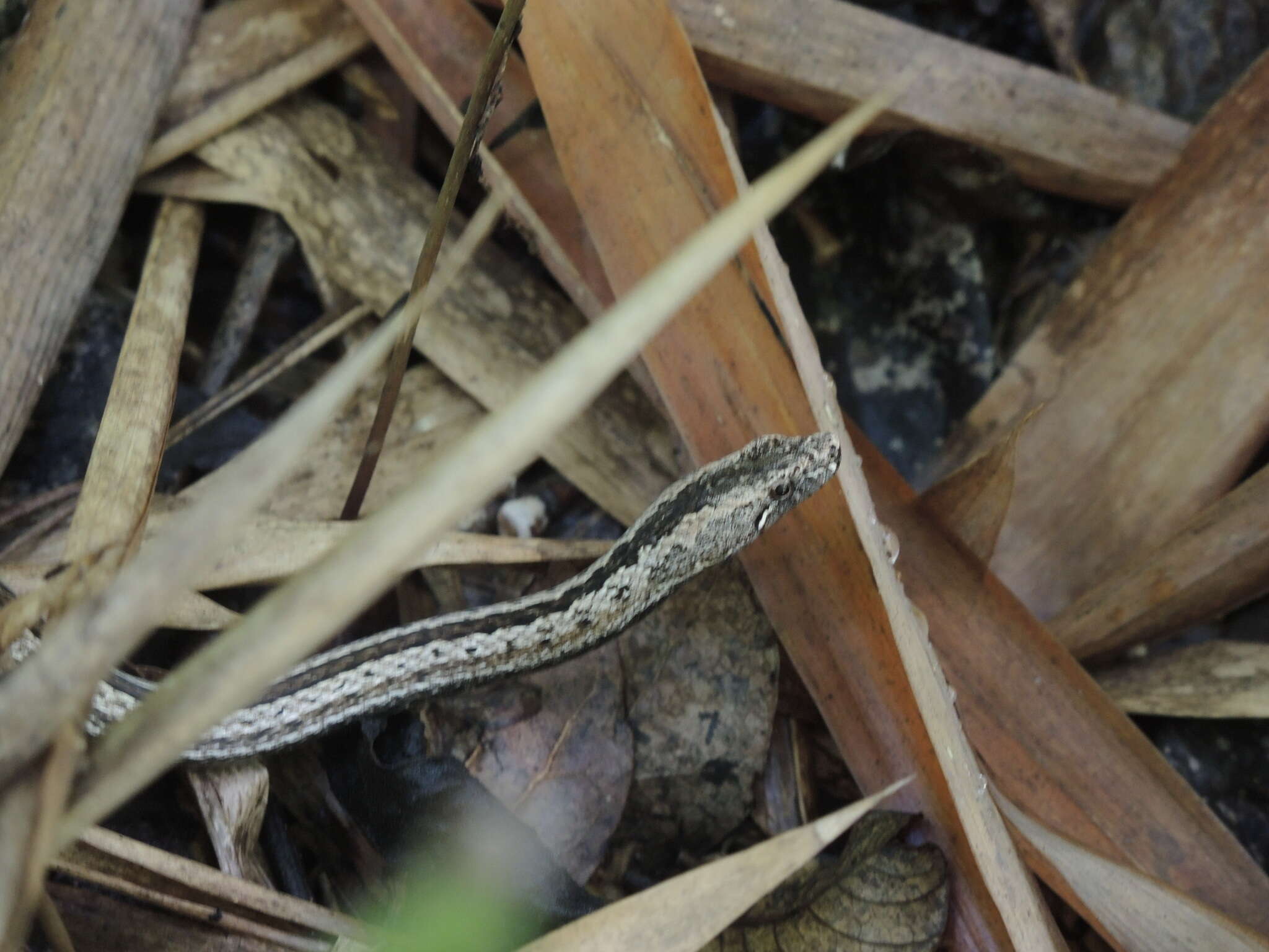 Image of Manolepis Cope 1885