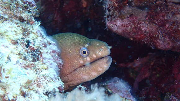 Image of Pebbletooth Moray