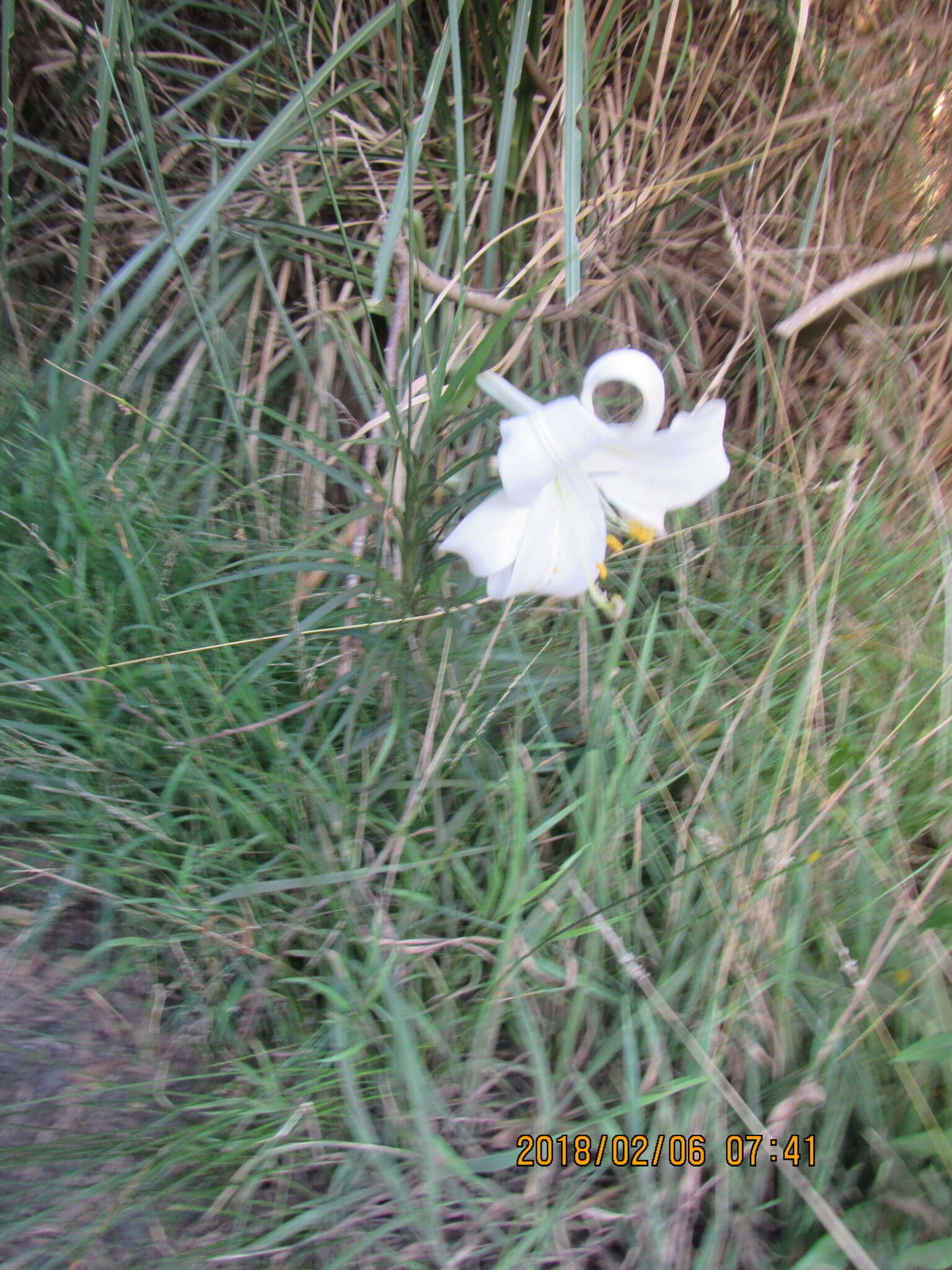 Image of Formosa lily