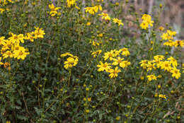 صورة Bahiopsis laciniata (A. Gray) E. E. Schilling & Panero