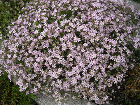 Image de Gypsophile rampante