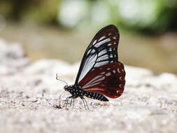 Image of <i>Papilio agestor</i>