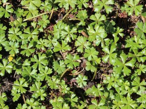 Imagem de Hydrocotyle muscosa R. Br. ex A. Rich.