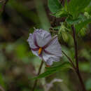 Image of Lycianthes ciliolata (Mart. & Gal.) Bitter