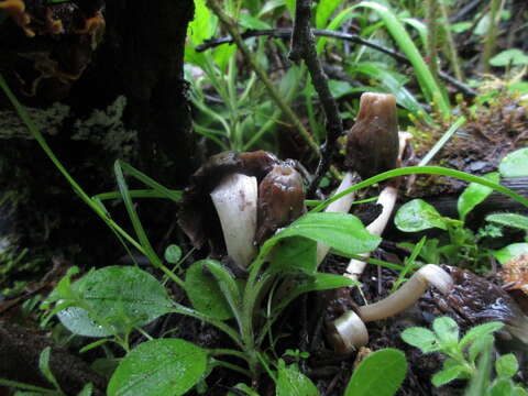 Image of Thimble morel