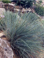 Слика од Festuca glauca Vill.