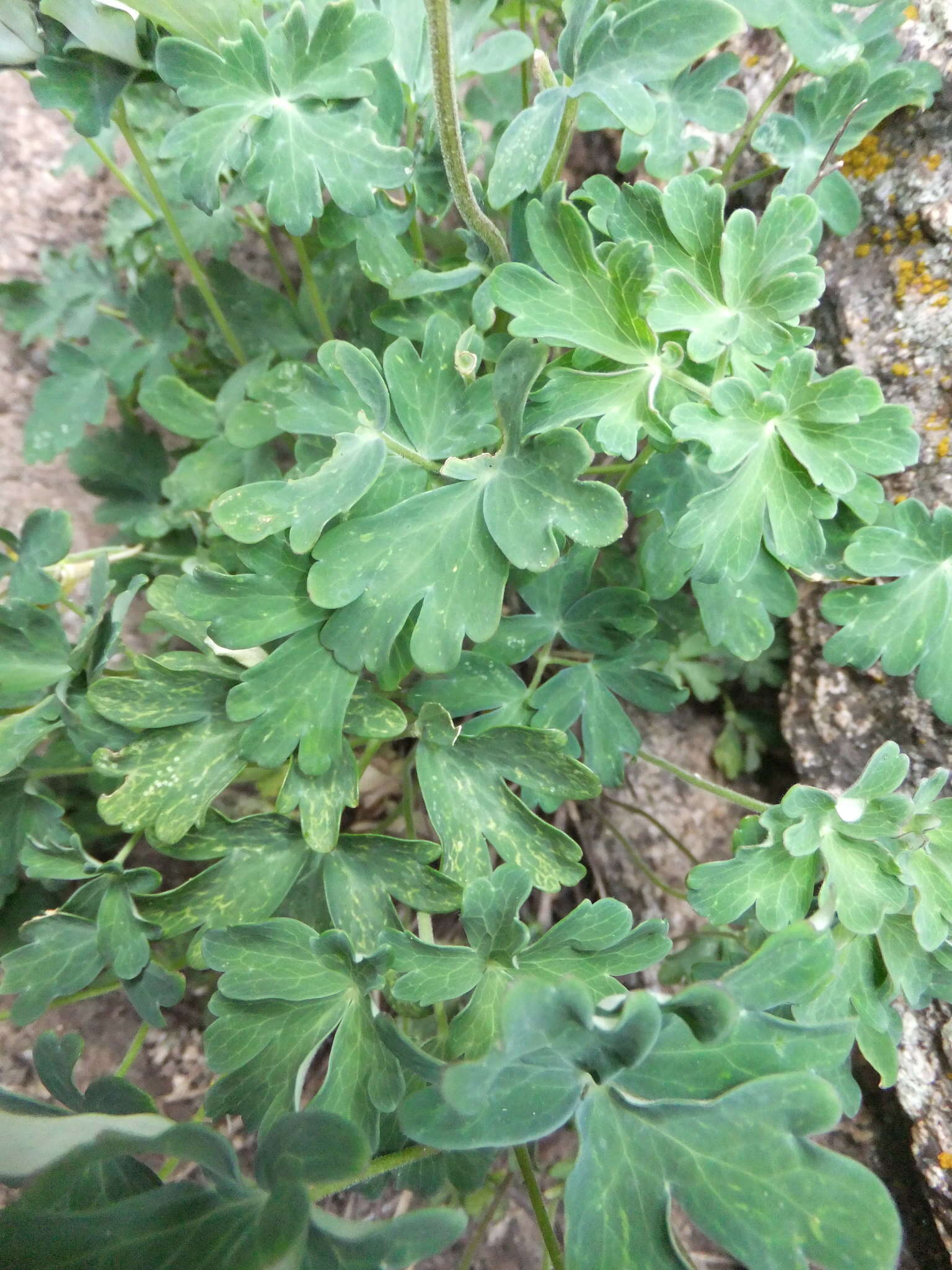 Image of Aquilegia viridiflora Pall.