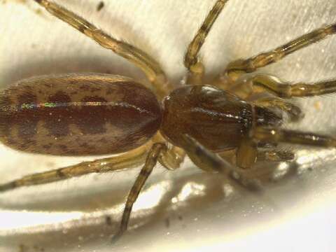 Image of snake-back spider