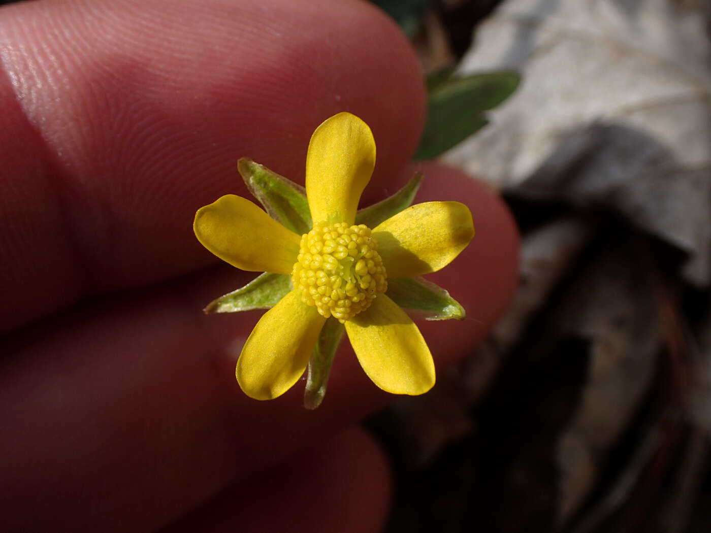 <i>Ranunculus <i>hispidus</i></i> var. hispidus的圖片