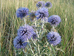 Image of southern globethistle