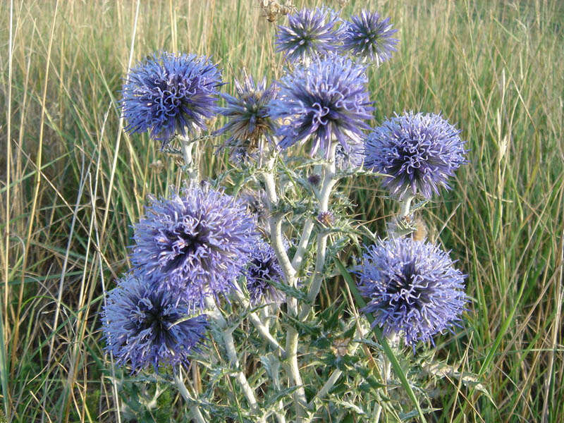 Image of southern globethistle