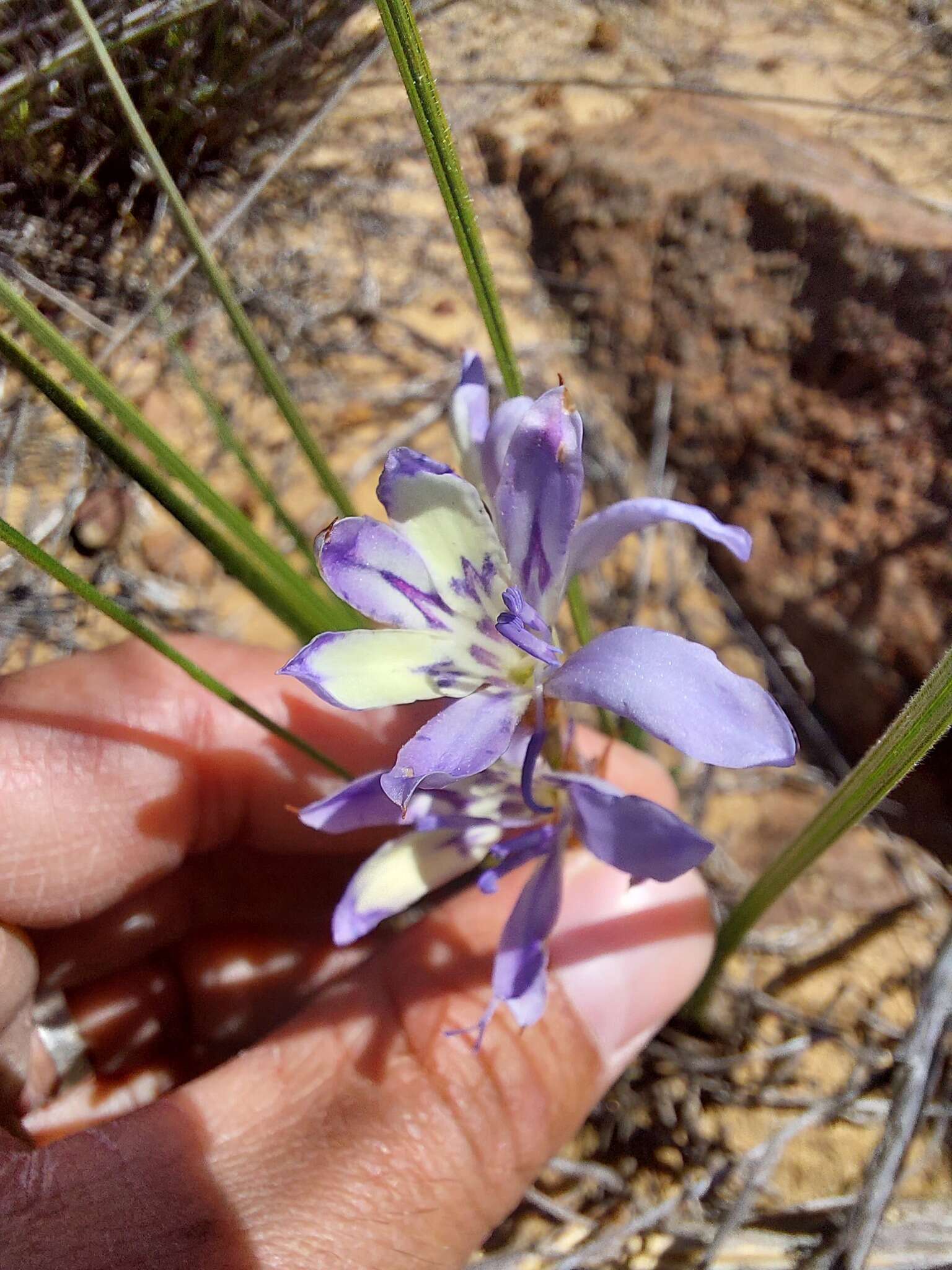 Image of Babiana scariosa G. J. Lewis