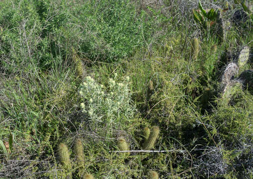 Image of San Clemente Island Indian paintbrush