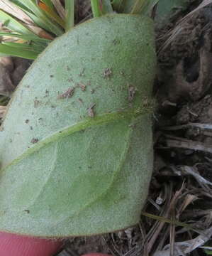 Image of Piloselloides hirsuta (Forsk.) C. Jeffrey ex Cufod.