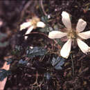 Image of Rubus gunnianus Hook.