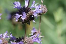 Image of Xylocopa tabaniformis orpifex Smith 1874