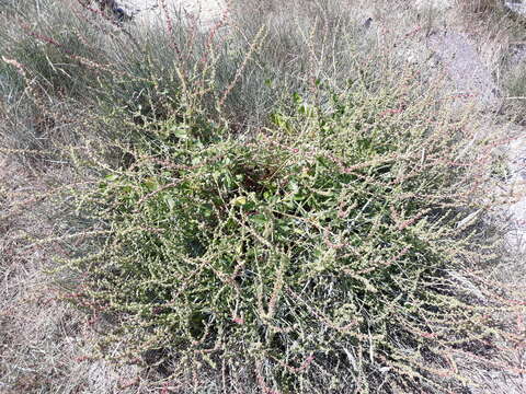 Image of sea beet