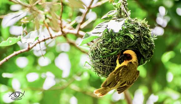 Image of Rueppell's Weaver