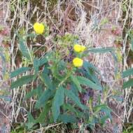 Image of Calceolaria angustifolia (Lindl.) Sweet