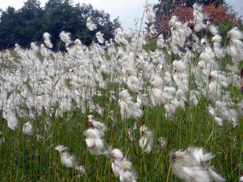 Image of common cottongrass