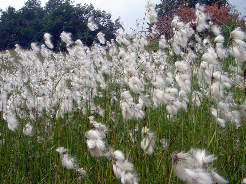 Image of common cottongrass