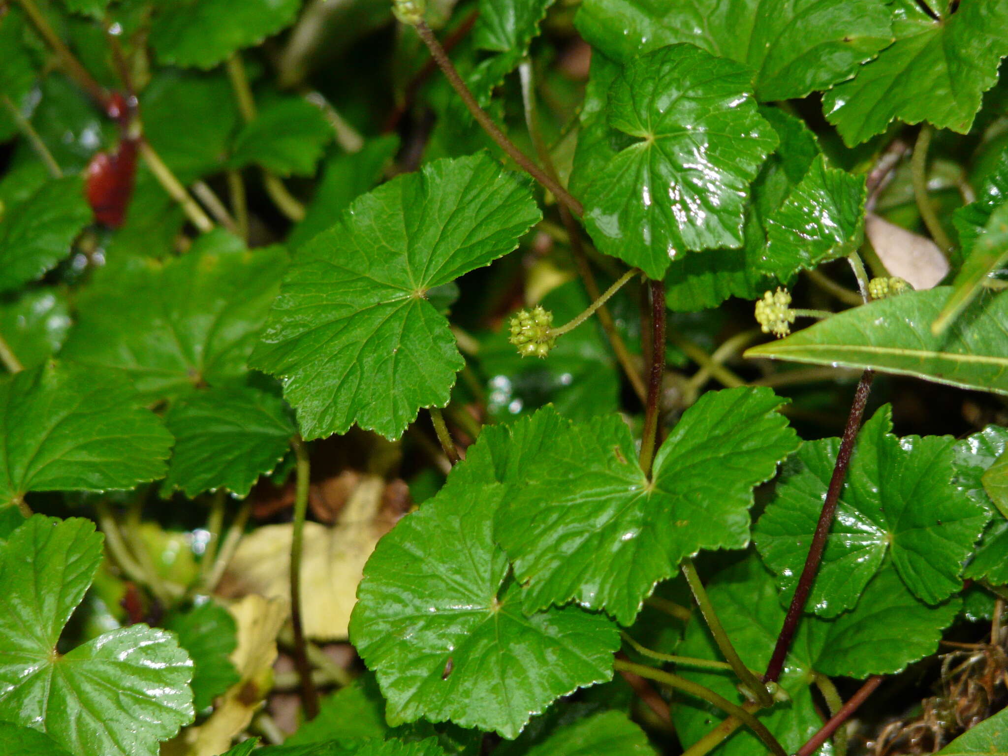 Image of Hydrocotyle grossulariifolia Rusby