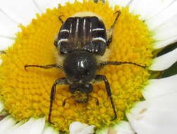 Image of Flower chafer