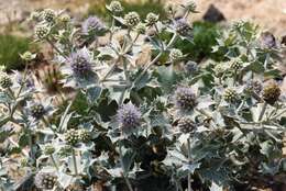 Eryngium maritimum L. resmi