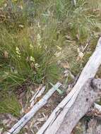 Image of Giant sun orchid