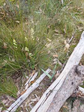 Image of Giant sun orchid