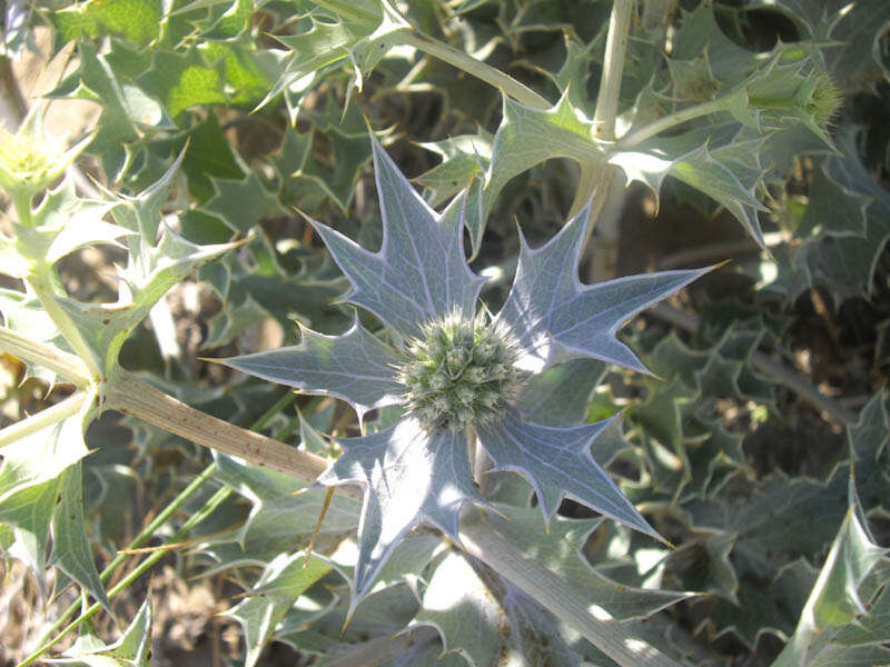 Image of sea-holly