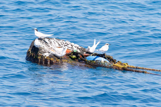 Image of Black-naped Tern