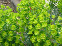 Image of Albanian spurge