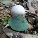 Image de Corybas barbarae D. L. Jones