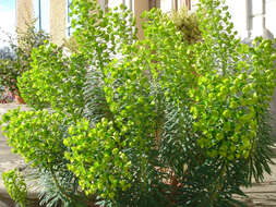 Image of Albanian spurge