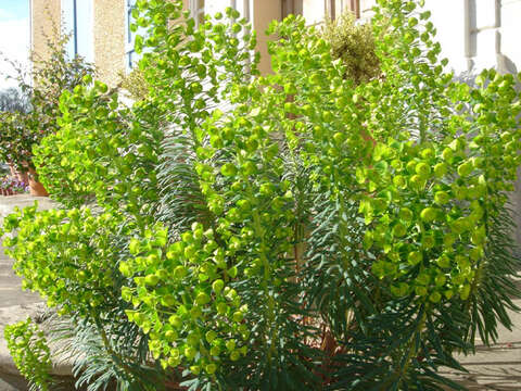 Image of Albanian spurge