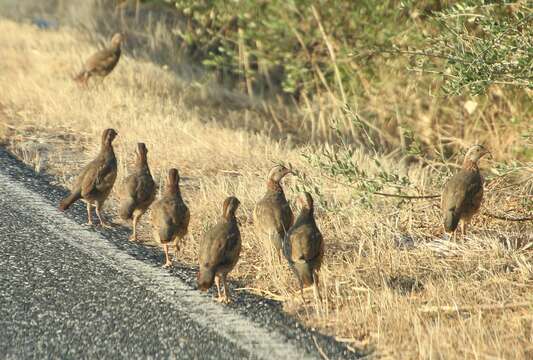 Image of Barbary Partridge