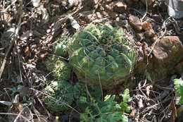 Image of Gymnocalycium marsoneri Fric ex Y. Itô