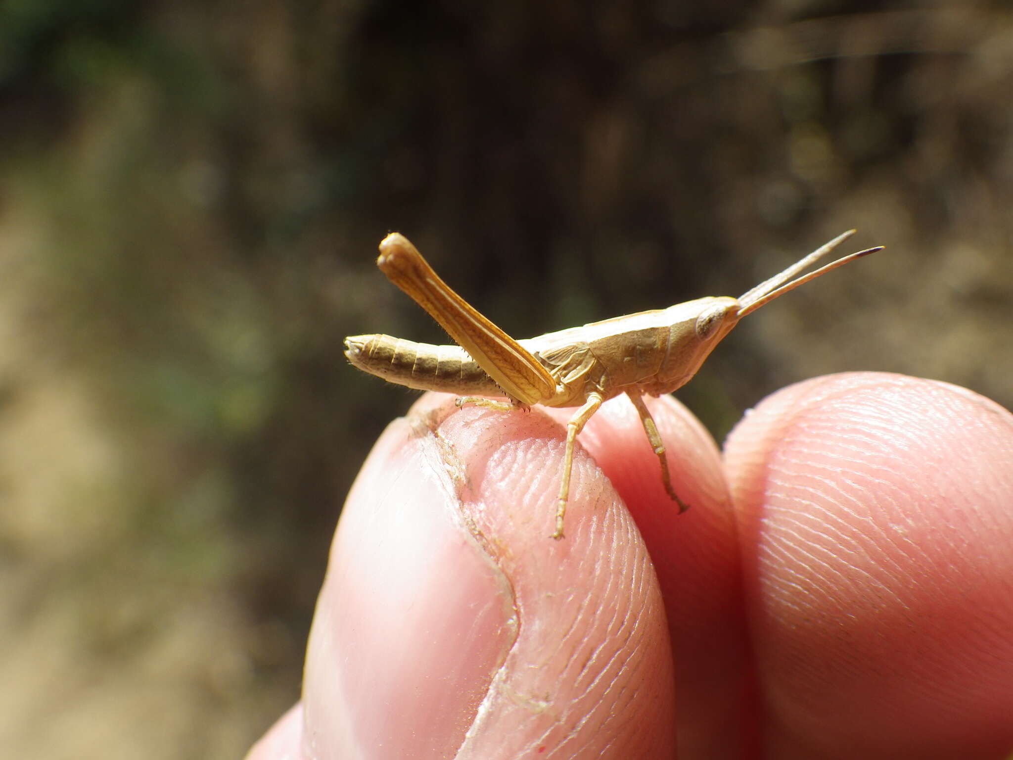 Plancia ëd Chloealtis gracilis (McNeill 1897)