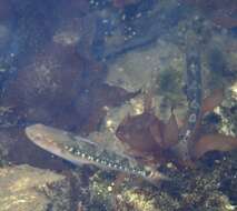 Image of Spotted goby