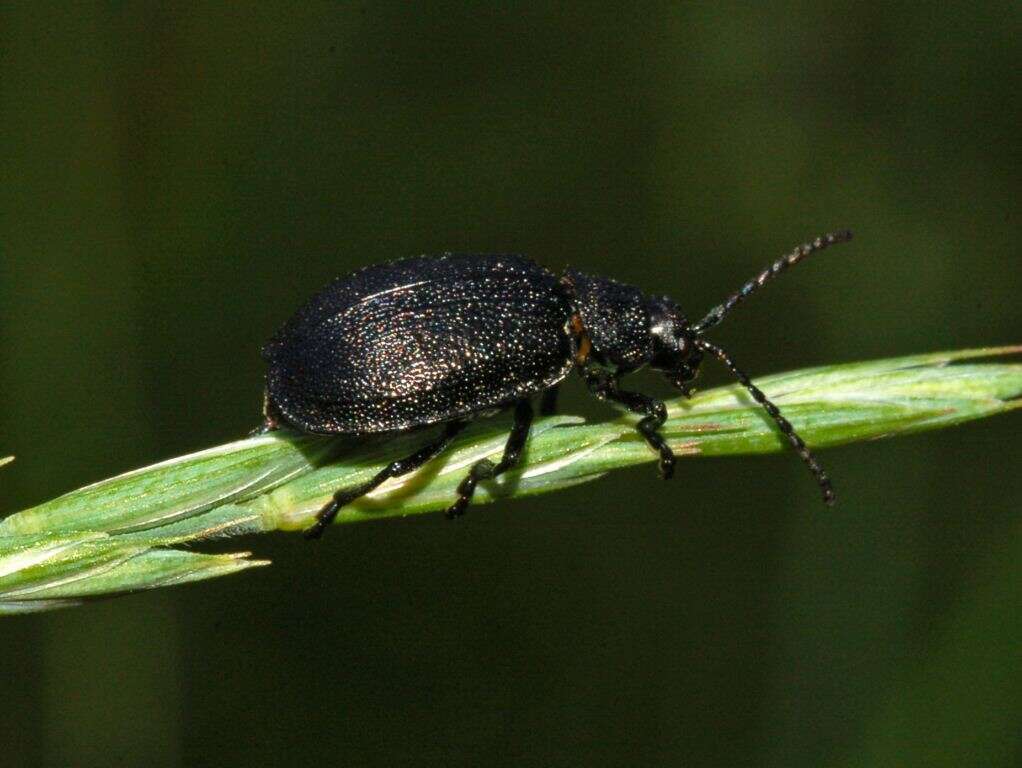 Image of Galeruca tanaceti