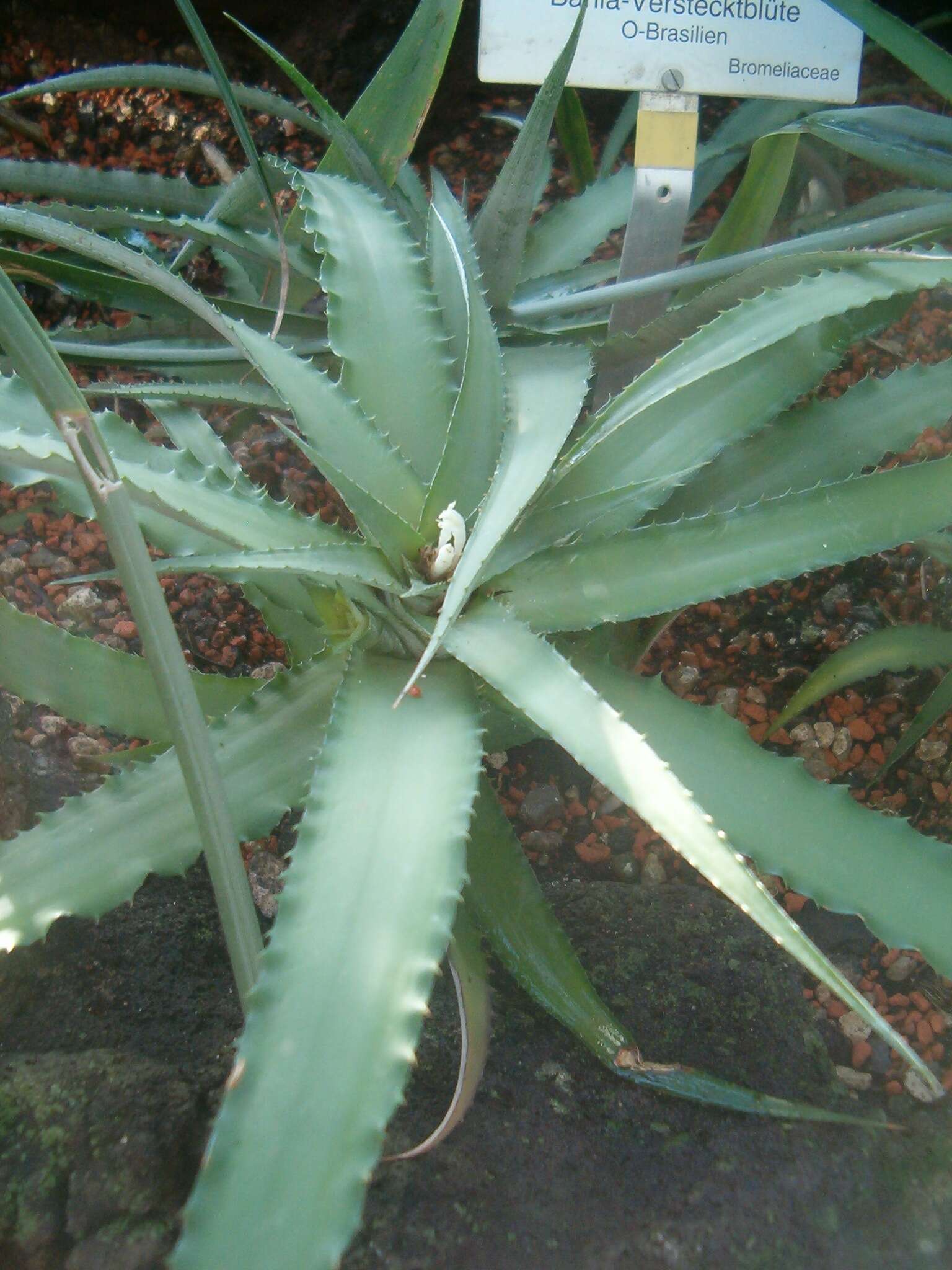 Image of Cryptanthus bahianus L. B. Sm.