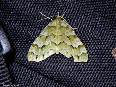 Image of Tatosoma lestevata Walker 1862