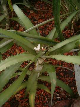 Image of Cryptanthus bahianus L. B. Sm.