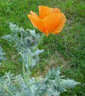 Image of Yellow Horned Poppy