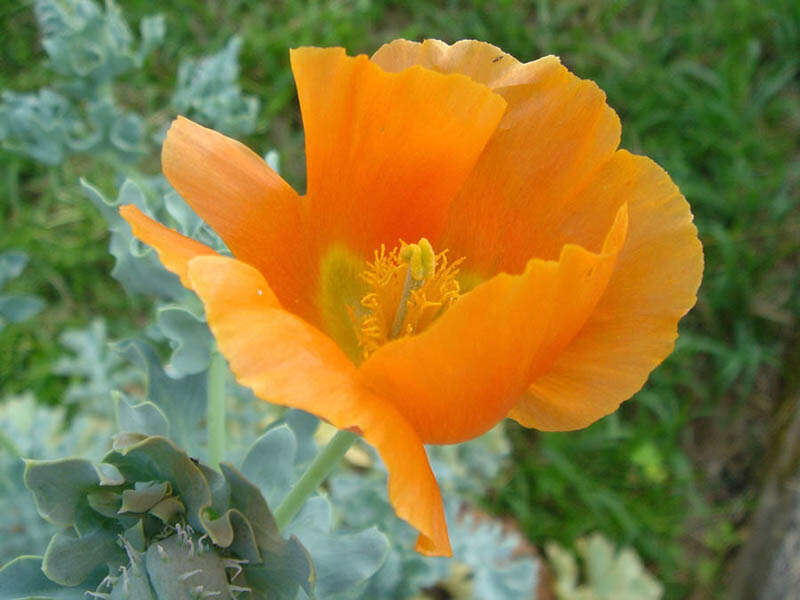 Image of Yellow Horned Poppy