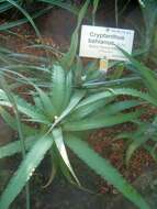 Image of Cryptanthus bahianus L. B. Sm.