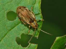 Image of Viburnum leaf beetle